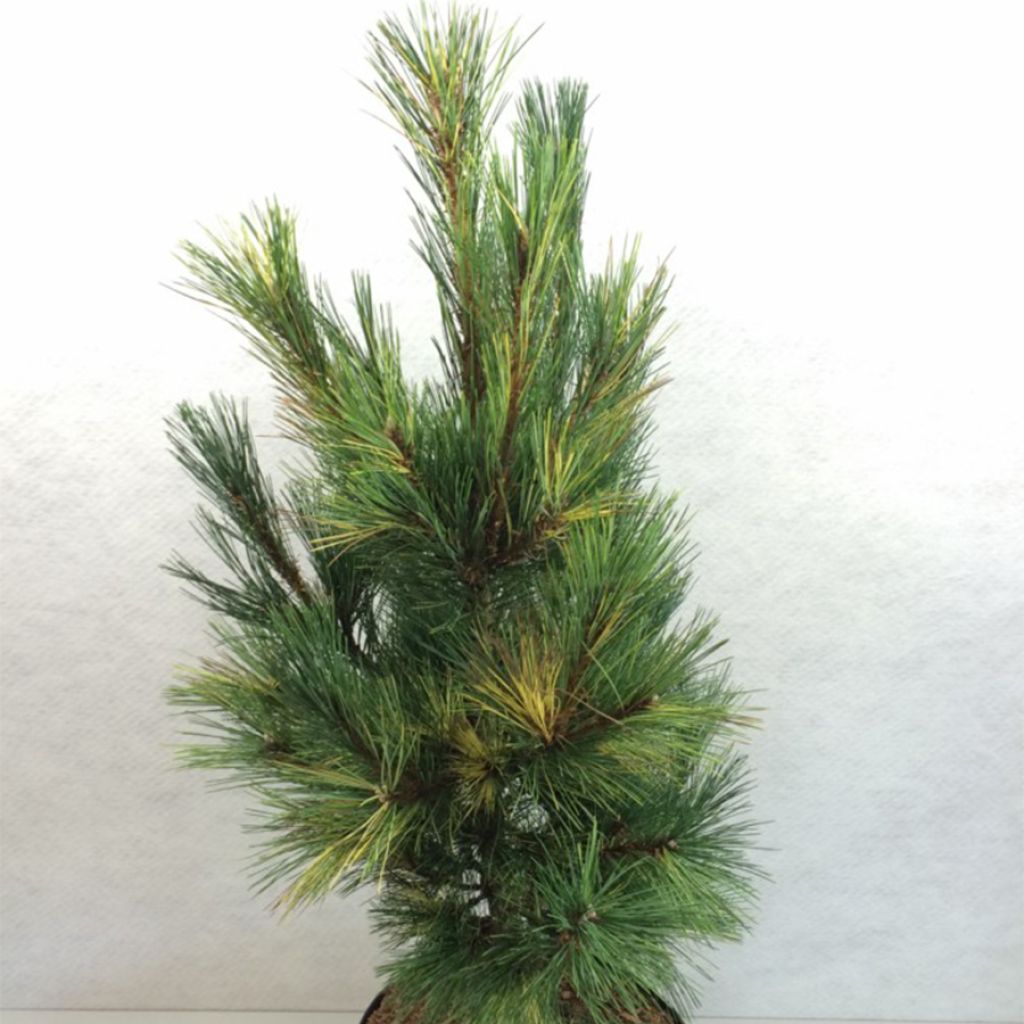 Pinus peuce Aureovariegata - Rumelische Kiefer