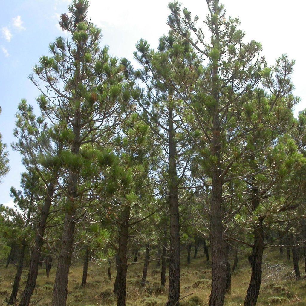 Pinus pinaster - See-Kiefer