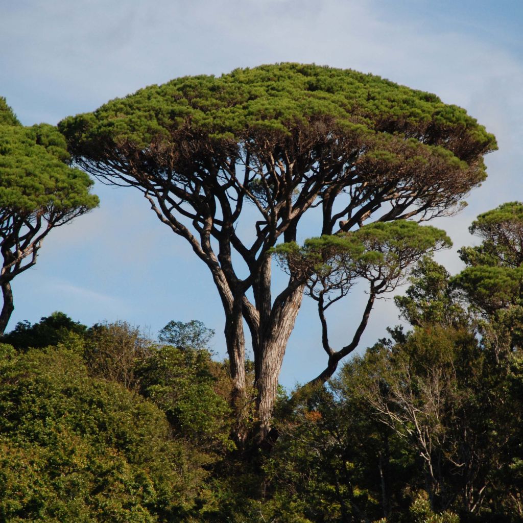 Pinus pinea - Pinie