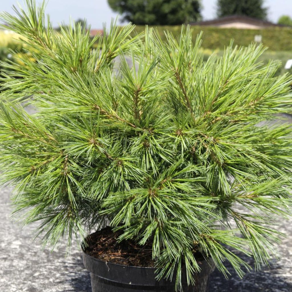 Pinus strobus Minima - Weymouths-Kiefer