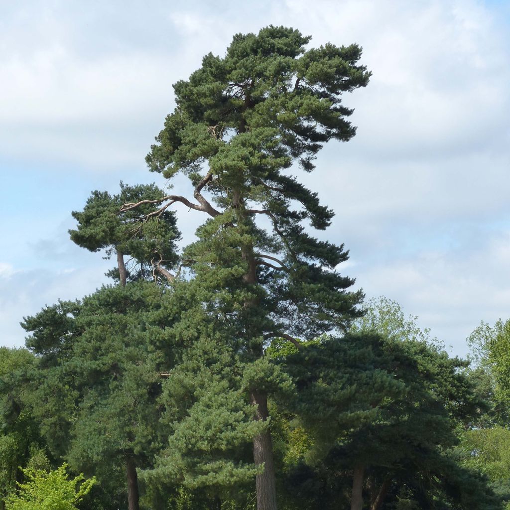 Pinus sylvestris - Wald-Kiefer