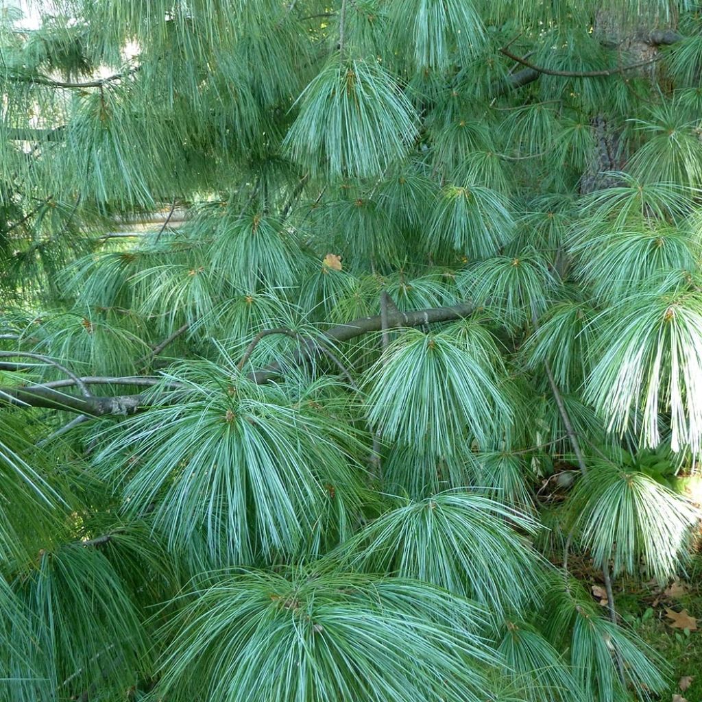 Pinus wallichiana - Himalaya-Kiefer