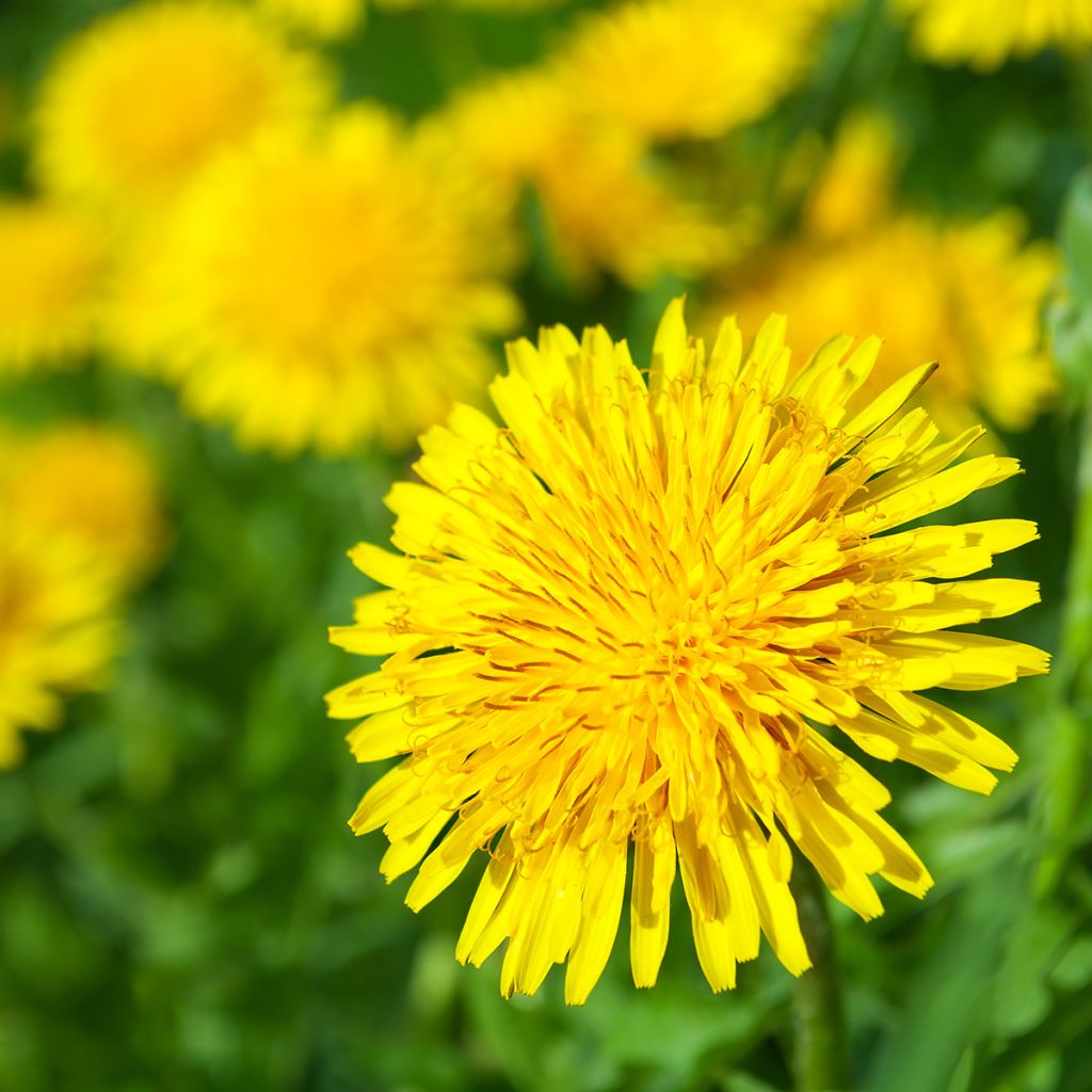 Wiesen-Löwenzähne - Taraxacum officinale