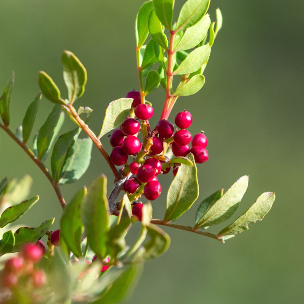 Pistacia lentiscus - Mastixstrauch