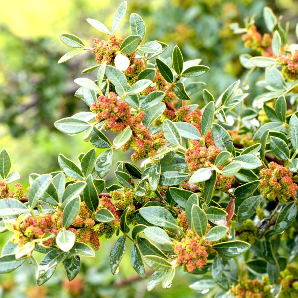 Pistacia lentiscus - Mastixstrauch