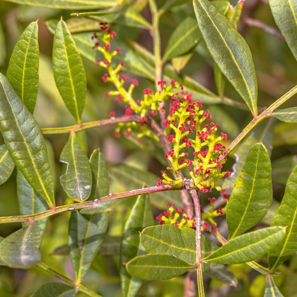 Pistacia lentiscus - Mastixstrauch