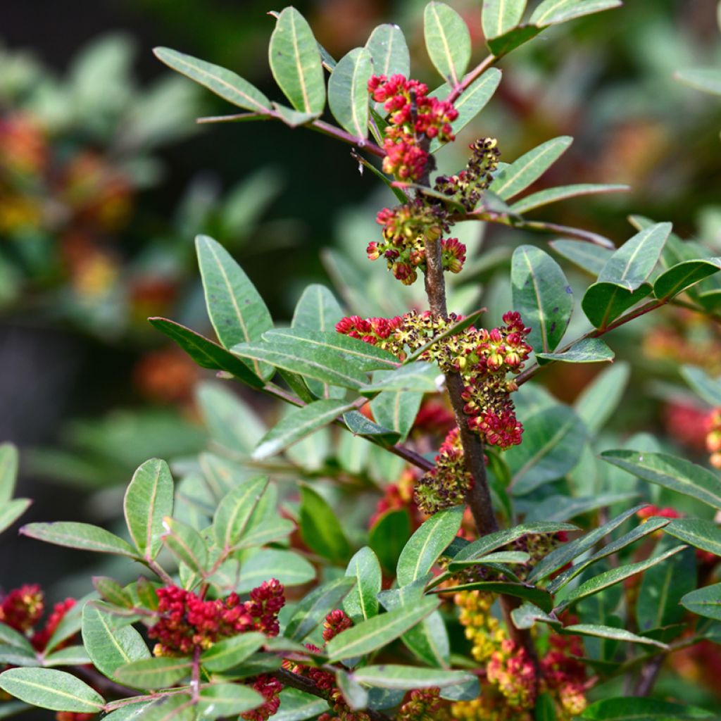 Pistacia lentiscus - Mastixstrauch