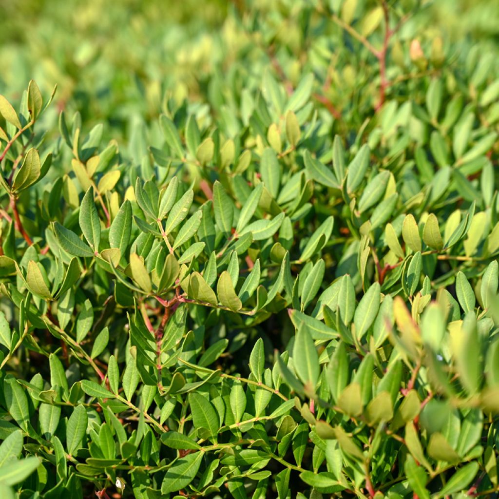 Pistacia lentiscus - Mastixstrauch