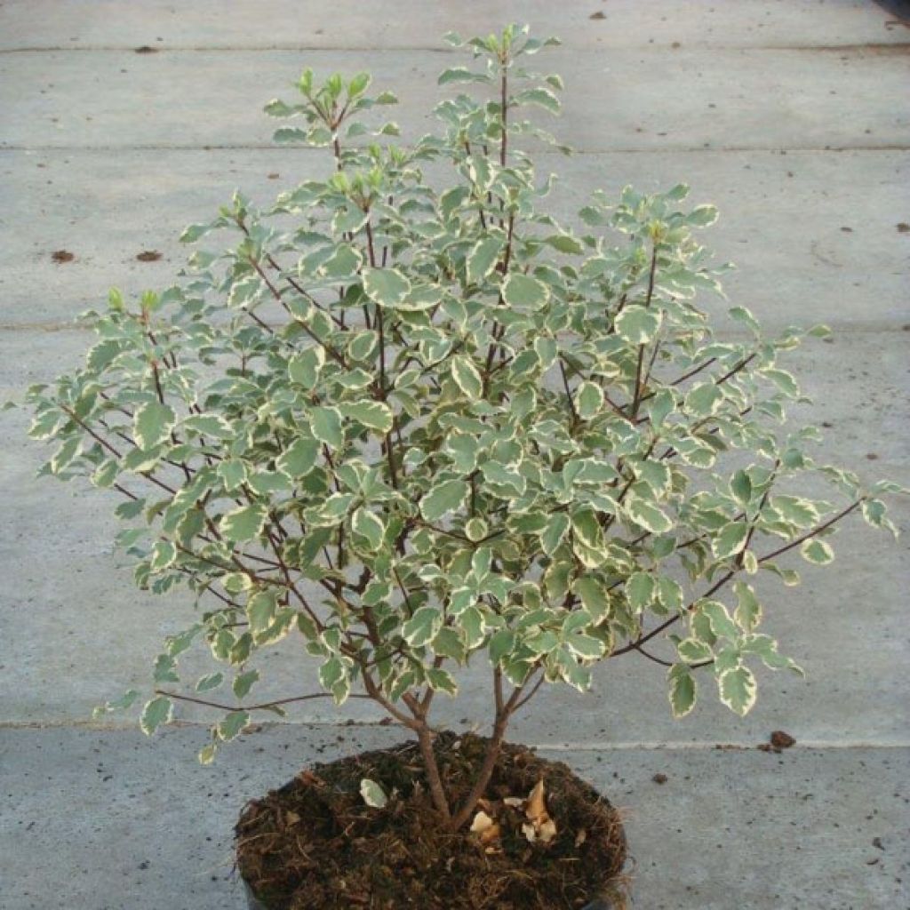 Pittosporum tenuifolium Variegatum