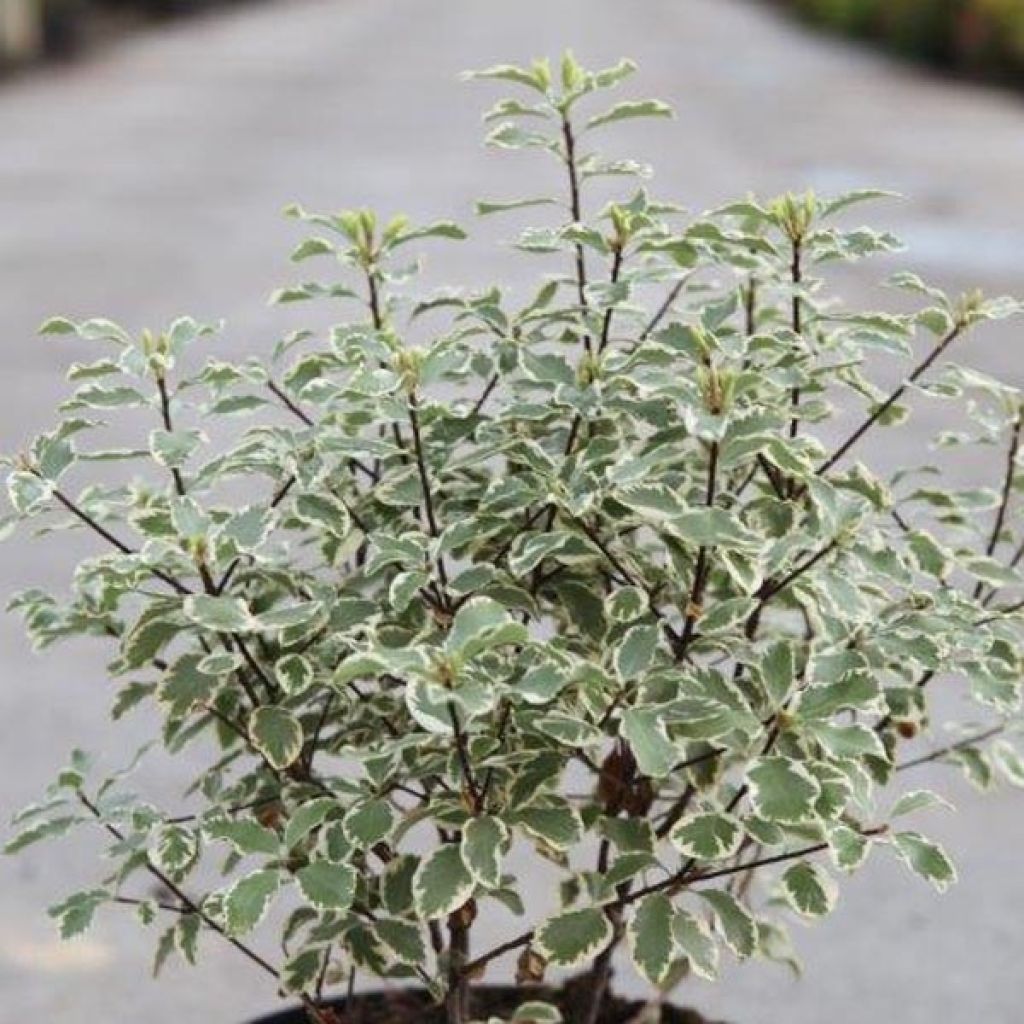 Pittosporum argyrophyllum Variegatum