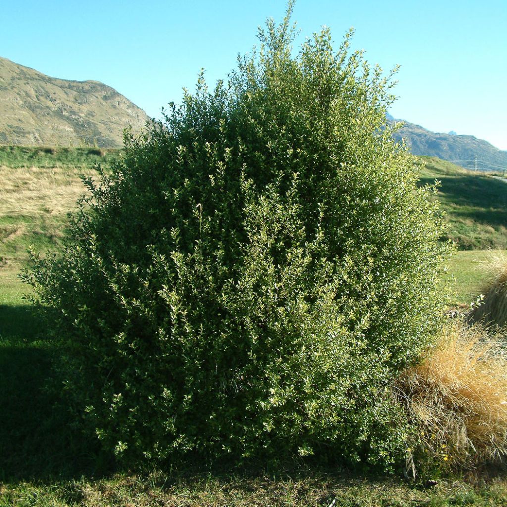 Pittosporum tenuifolium - Schmalblättriger Klebsame