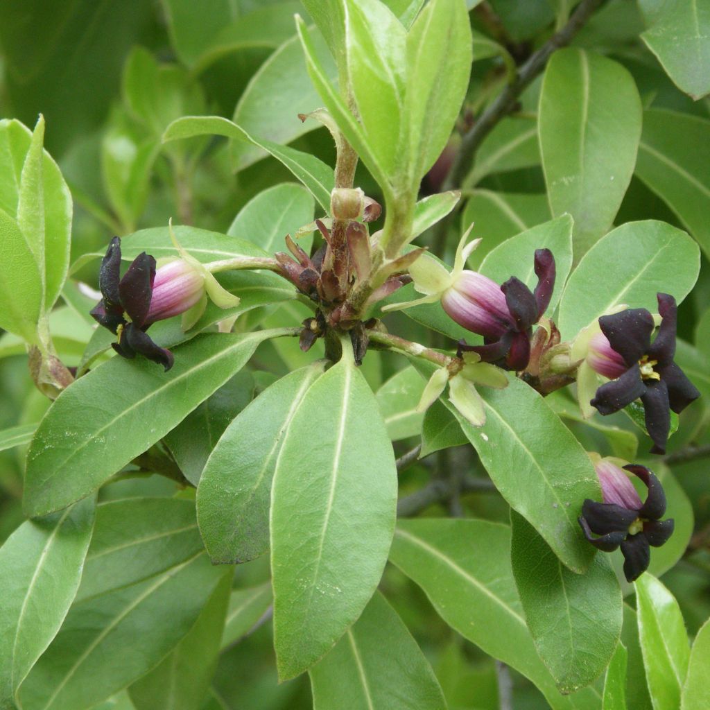 Pittosporum tenuifolium - Schmalblättriger Klebsame