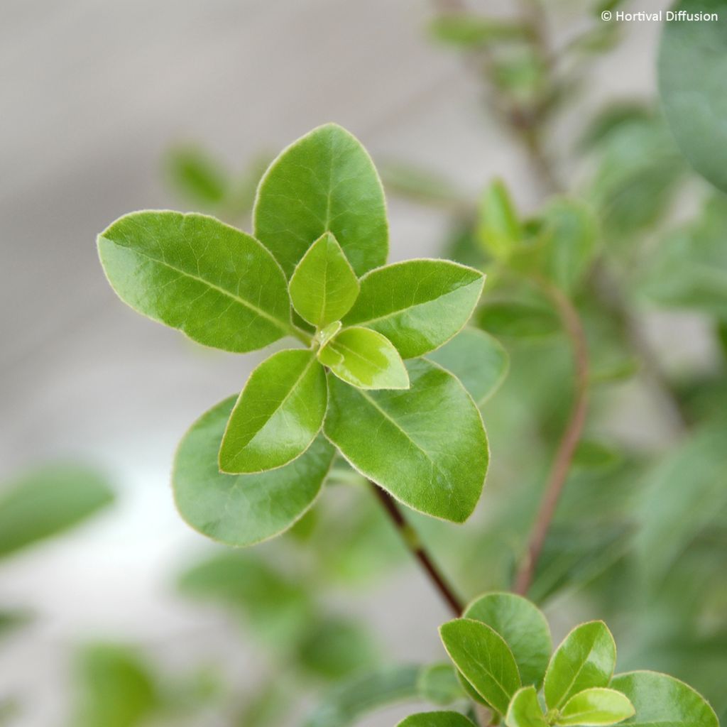 Pittosporum tenuifolium Irish Luck