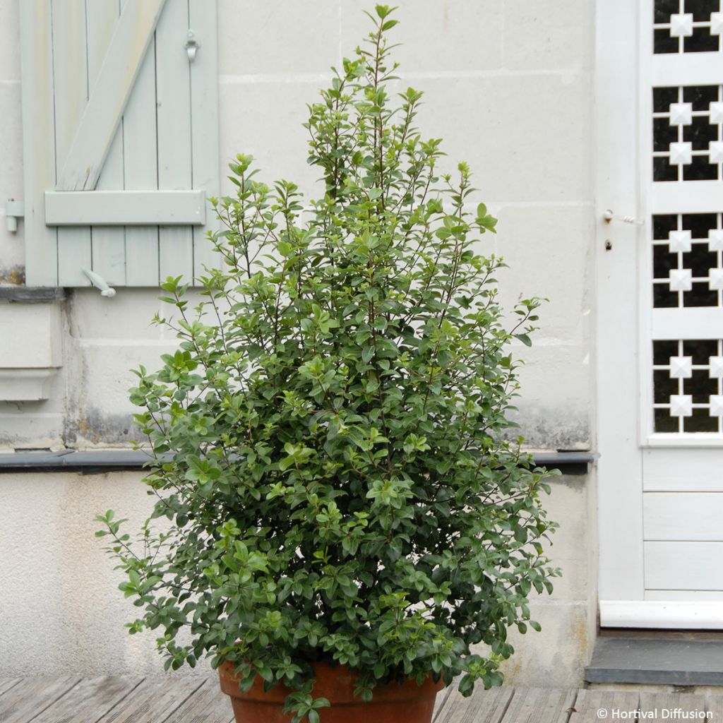 Pittosporum tenuifolium Irish Luck