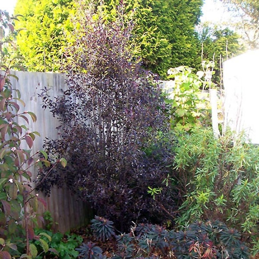 Pittosporum tenuifolium Purpureum - Pittosporum à petites feuilles