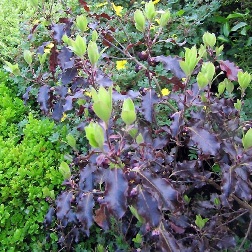 Pittosporum tenuifolium Purpureum