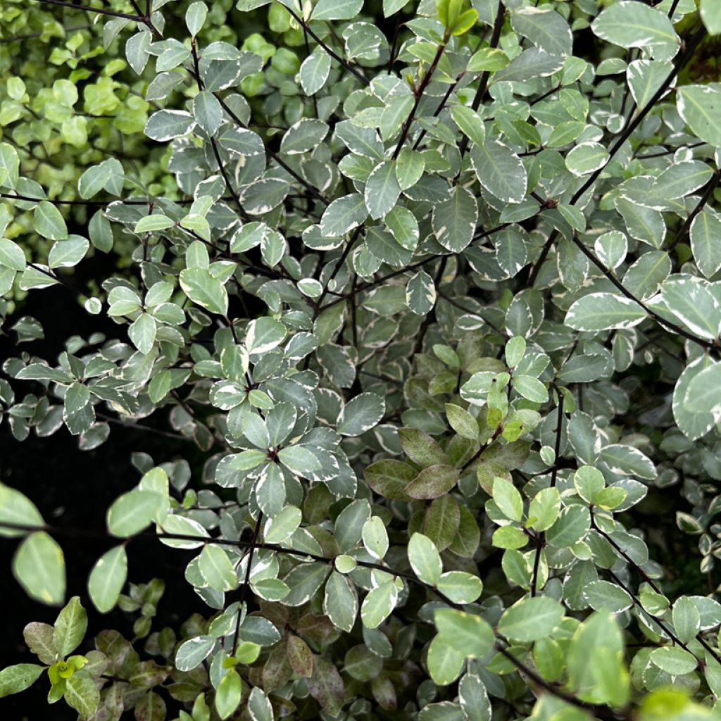 Pittosporum tenuifolium Victoria