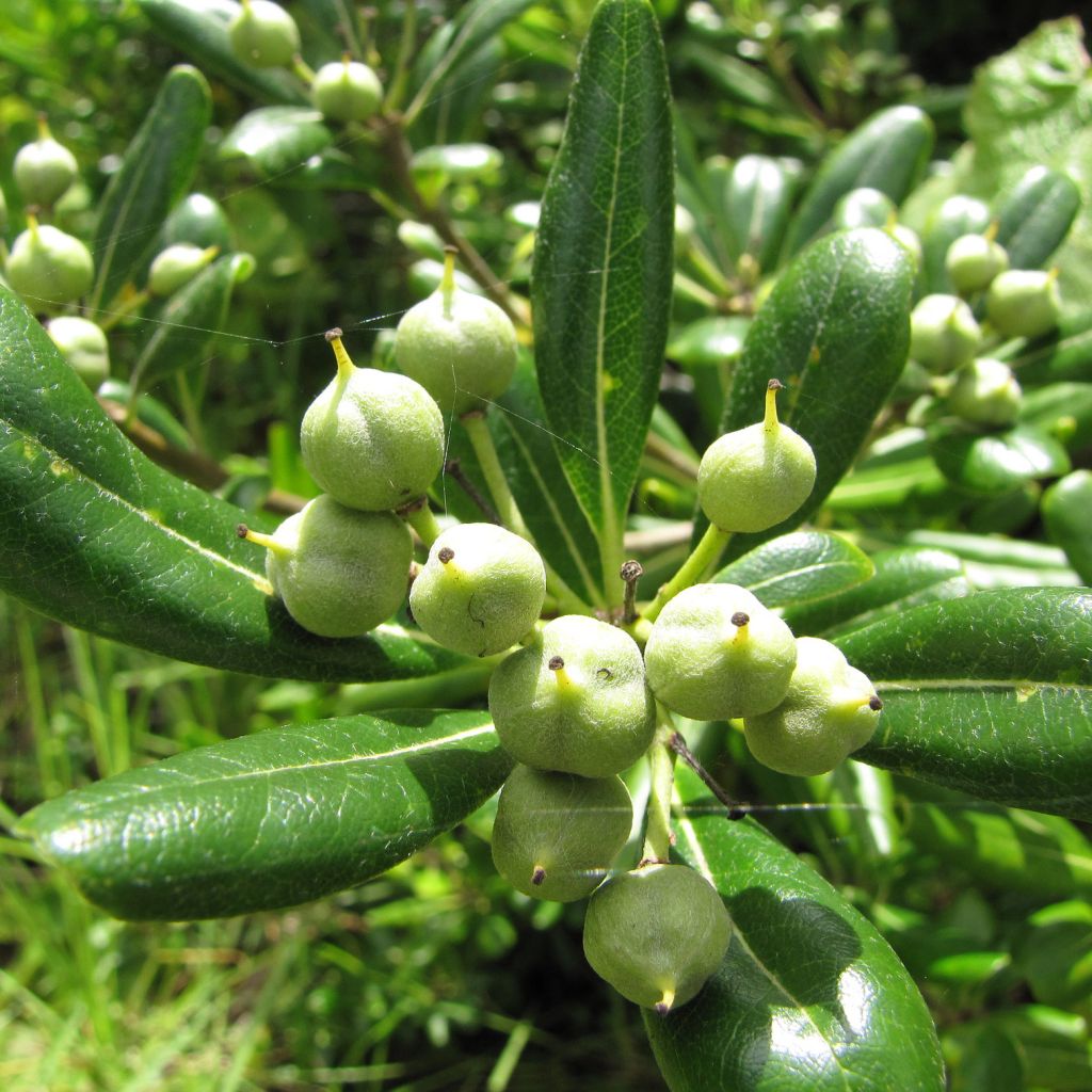 Pittosporum tobira - Pittospore du Japon