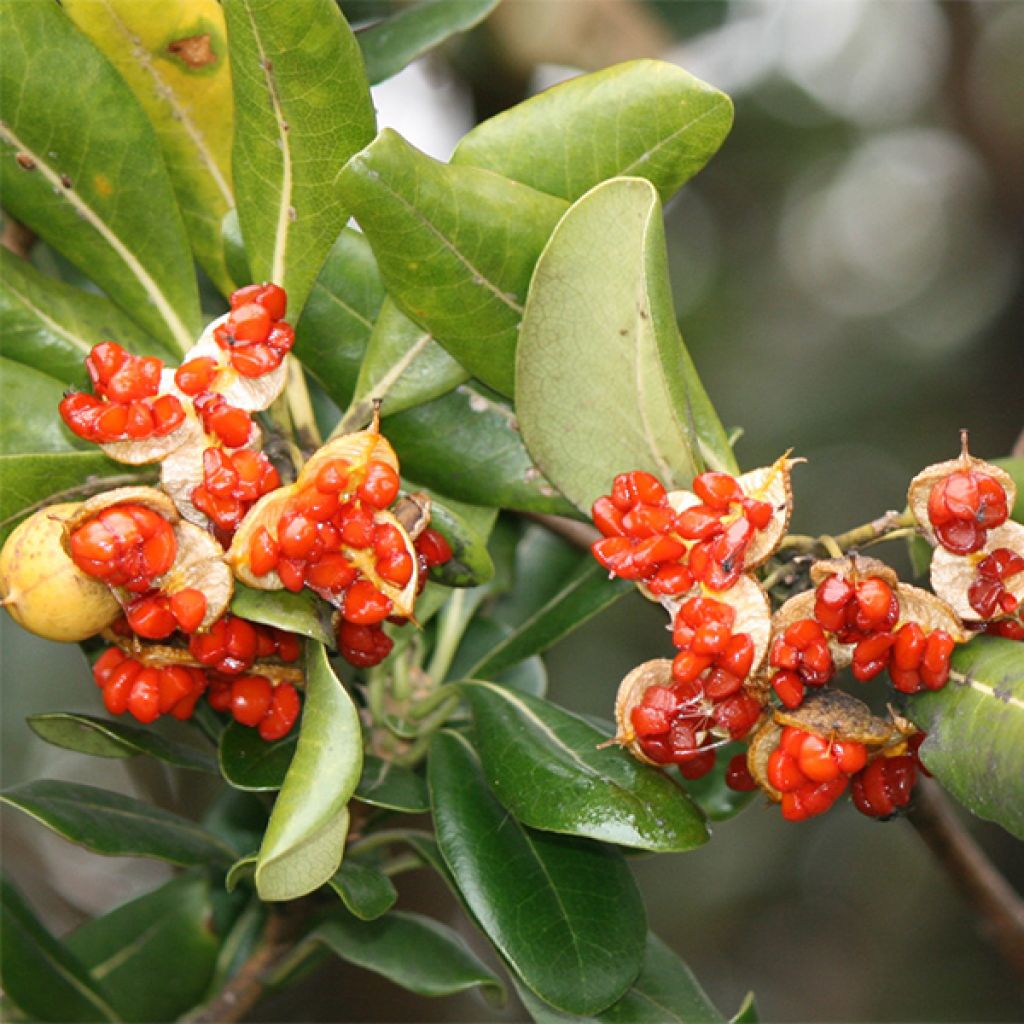 Pittosporum tobira - Pittospore du Japon