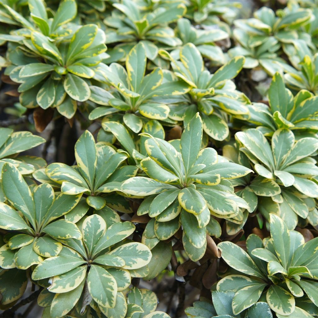 Pittosporum tobira Neige du mont Ventoux - Chinesischer Klebsame