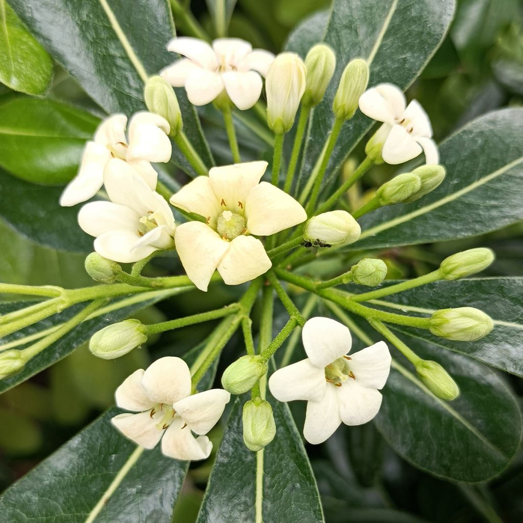 Pittosporum tobira - Chinesischer Klebsame