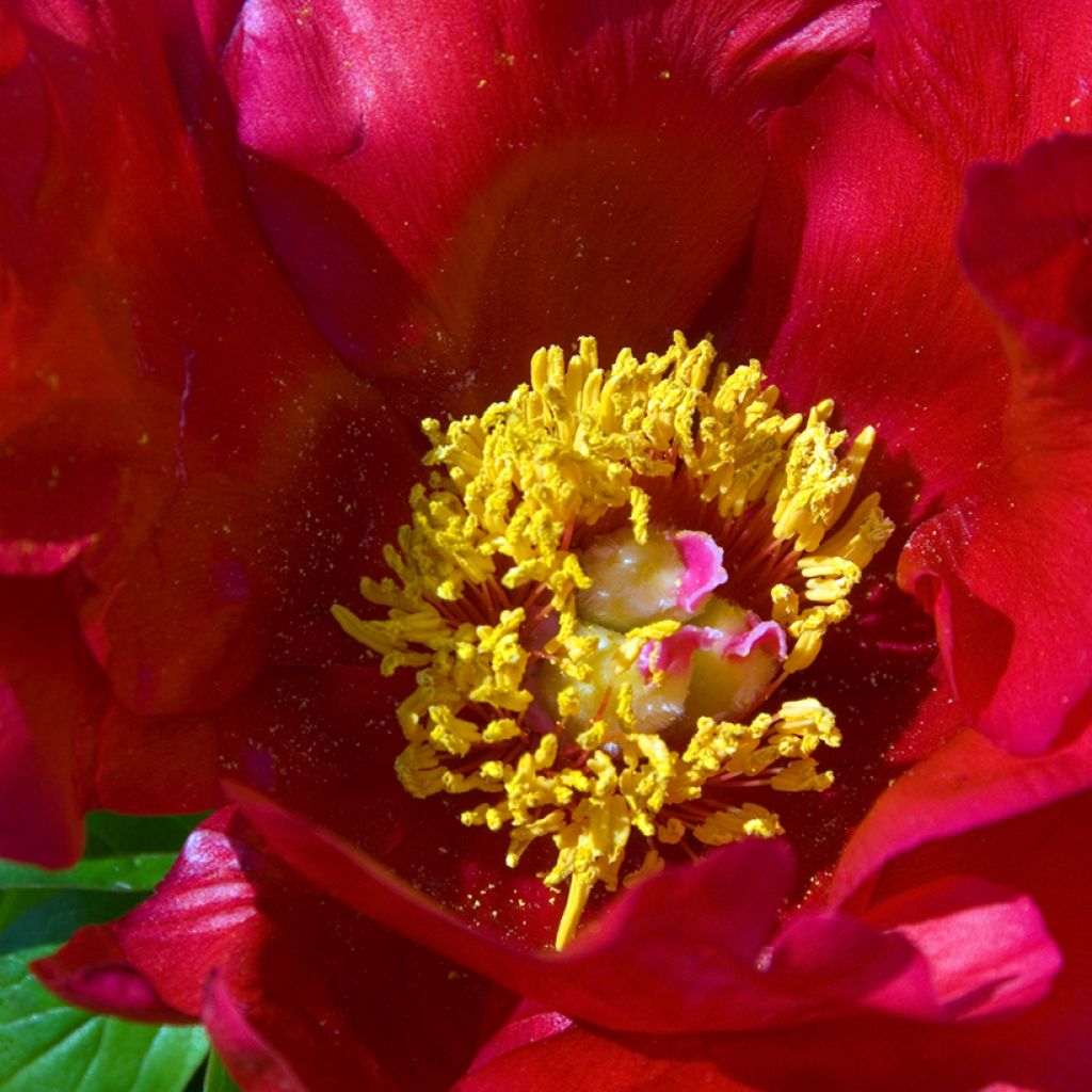 Paeonia Blaze - Pfingstrose