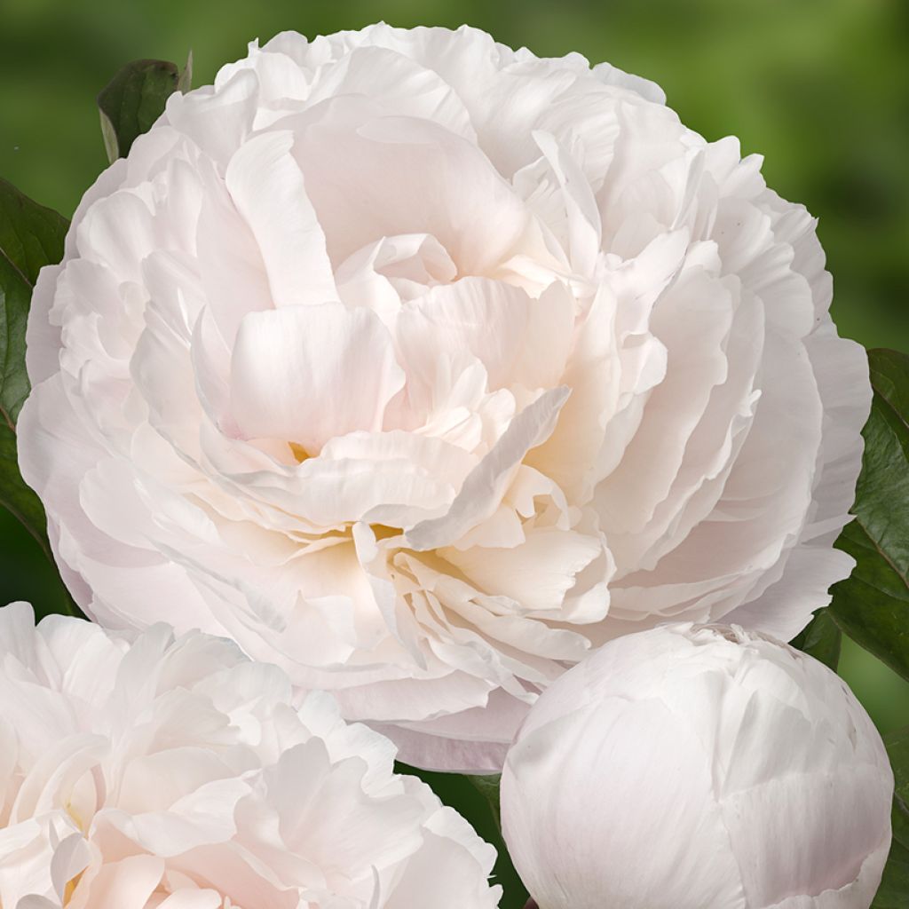 Paeonia x lactiflora Carl G. Klehm - Edel-Pfingstrosen