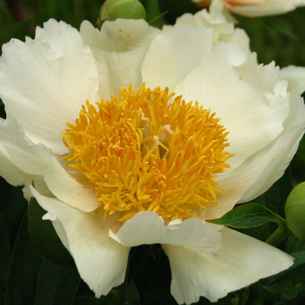 Paeonia lactiflora Claire de Lune - Edel-Pfingstrosen