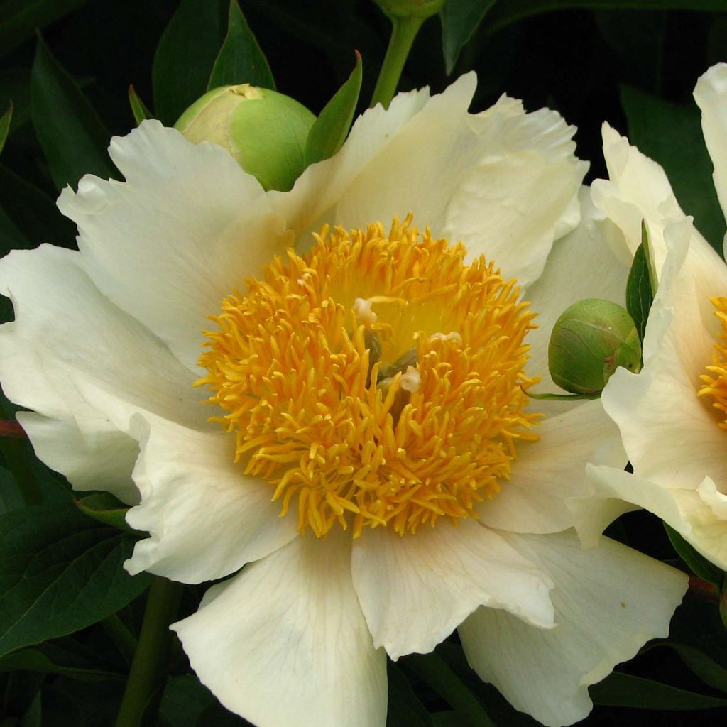 Paeonia lactiflora Claire de Lune - Edel-Pfingstrosen