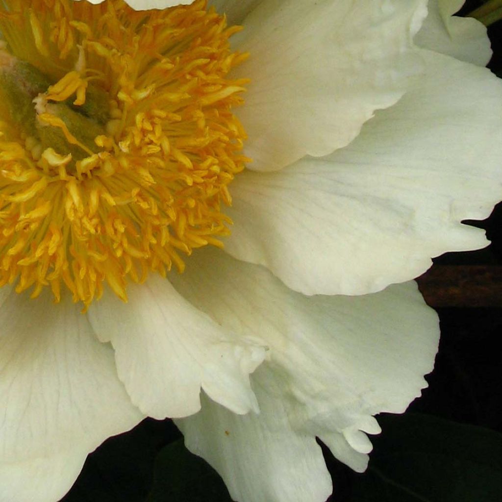 Paeonia lactiflora Claire de Lune - Edel-Pfingstrosen