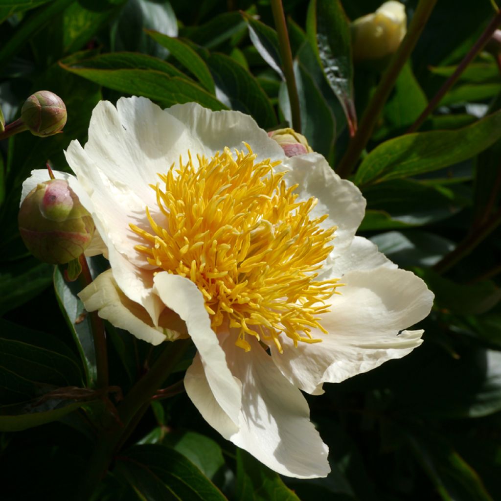 Paeonia lactiflora Claire de Lune - Edel-Pfingstrosen