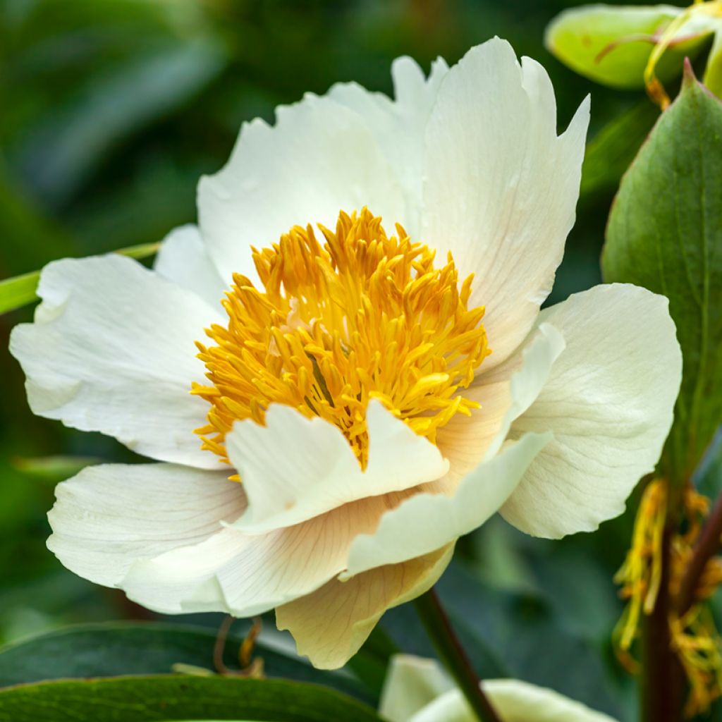 Paeonia lactiflora Claire de Lune - Edel-Pfingstrosen