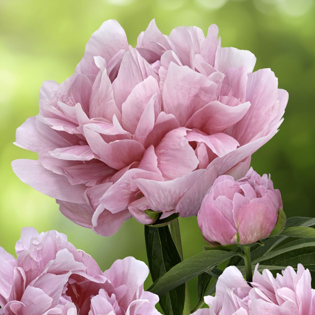 Paeonia x lactiflora Early Flamingo® - Edel-Pfingstrosen