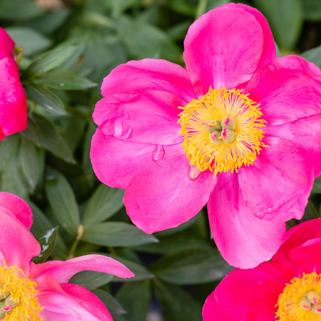 Paeonia Flame - Pfingstrose