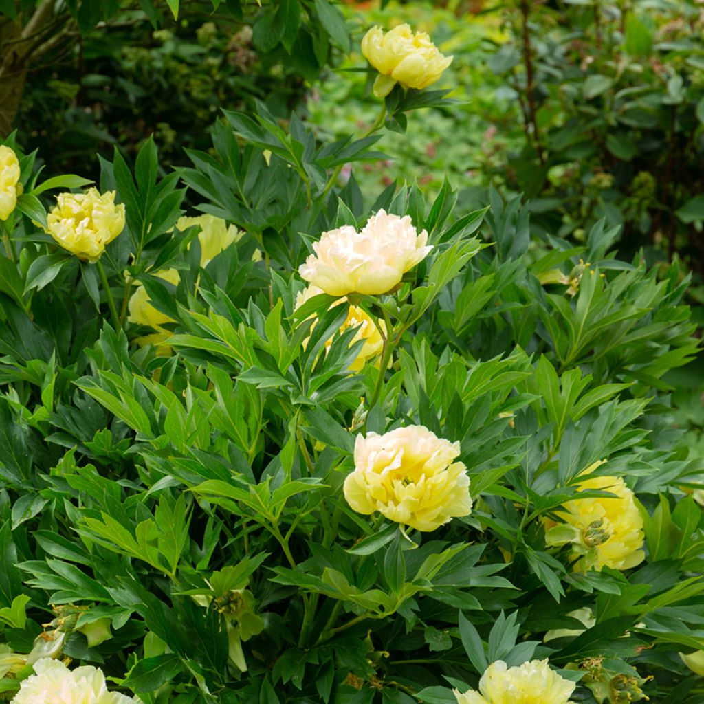 Paeonia Itoh Bartzella