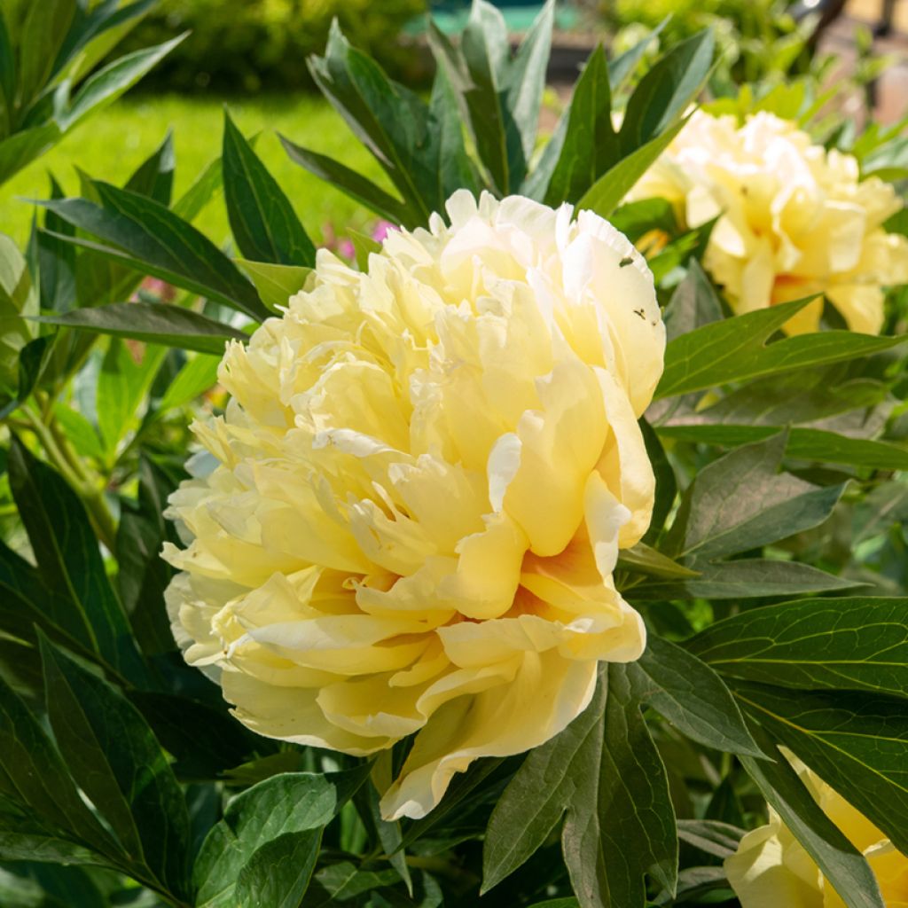 Paeonia Itoh Bartzella