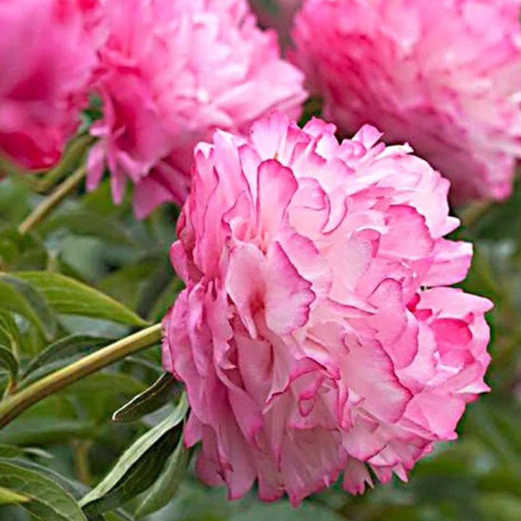 Paeonia x lactiflora Joker - Edel-Pfingstrosen