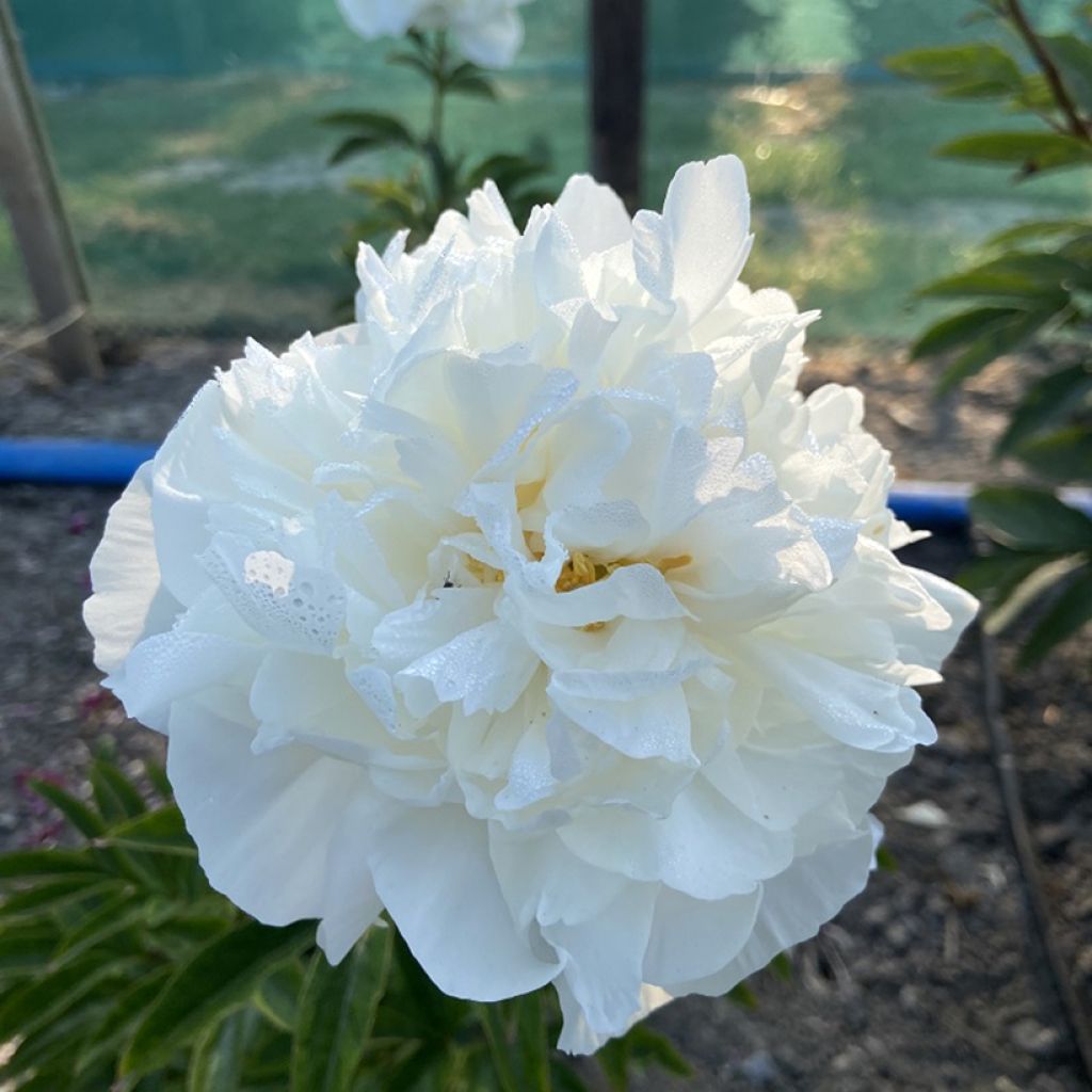 Paeonia x lactiflora Mistress - Edel-Pfingstrosen