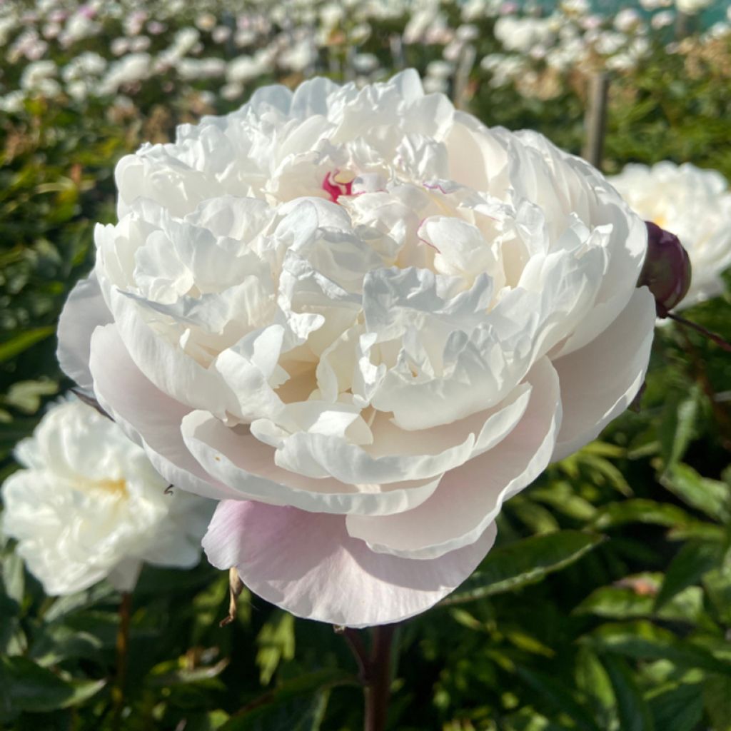 Paeonia x lactiflora Vogue - Edel-Pfingstrosen