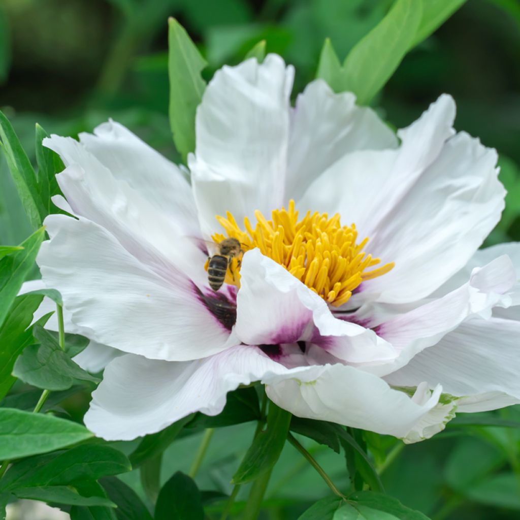 Pivoine arbustive 04 Feng Dan Bai - Paeonia ostii