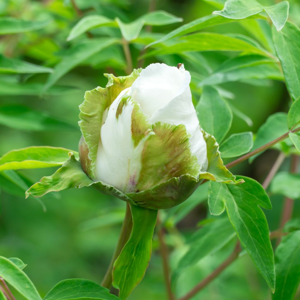 Paeonia ostii Feng Dan Bai - Pfingstrose