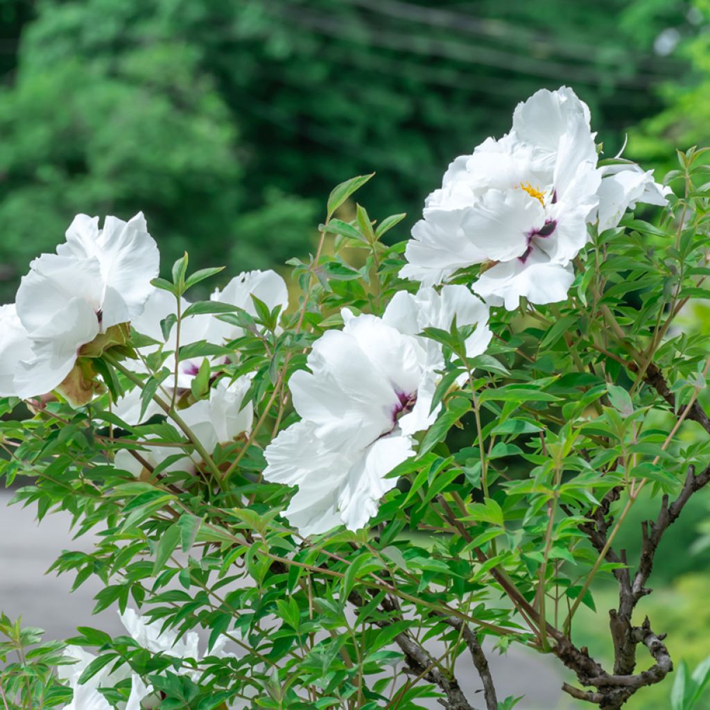 Paeonia ostii Feng Dan Bai - Pfingstrose