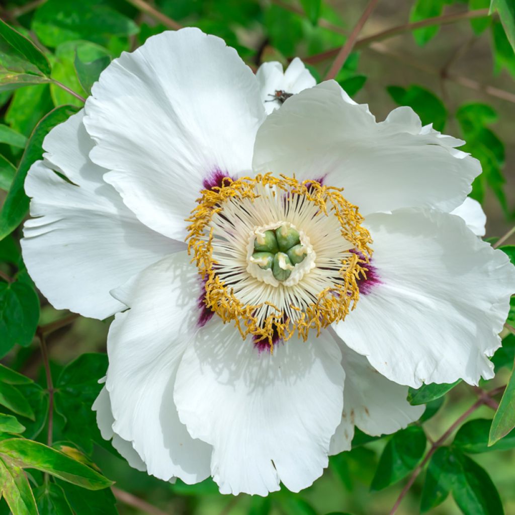 Paeonia ostii Feng Dan Bai - Pfingstrose