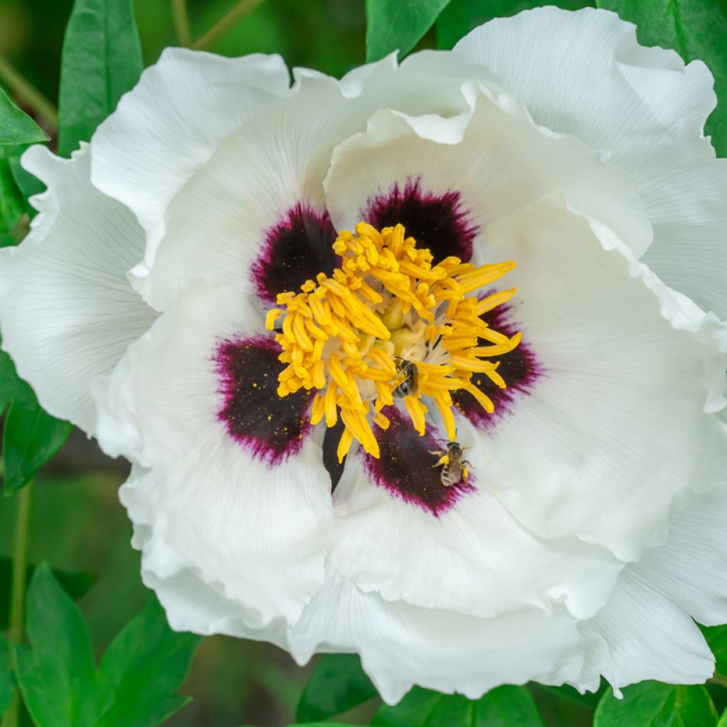 Paeonia ostii Feng Dan Bai - Pfingstrose