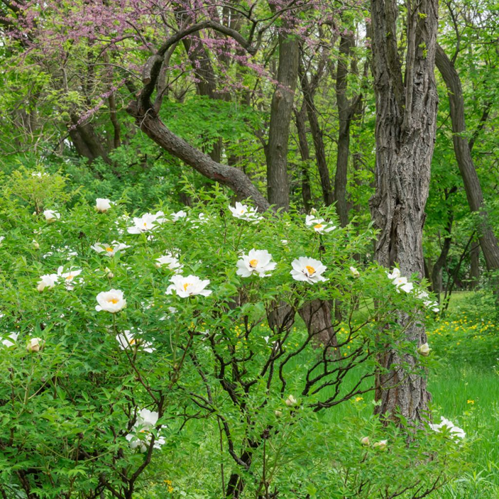 Paeonia ostii Feng Dan Bai - Pfingstrose