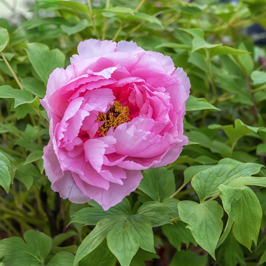 Paeonia suffruticosa Lu He Hong - Strauch-Pfingstrose