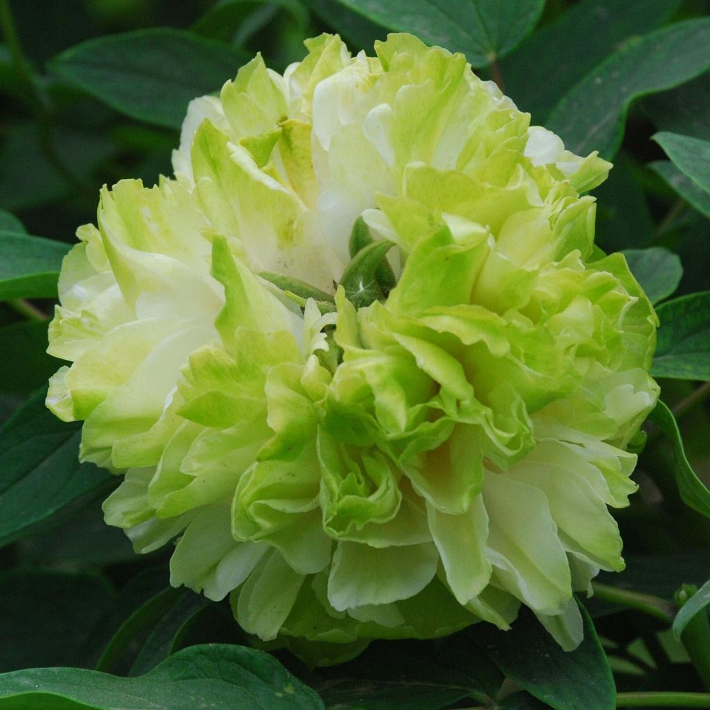 Paeonia suffruticosa 10 Lu Mu Ying Yu - Strauch-Pfingstrose