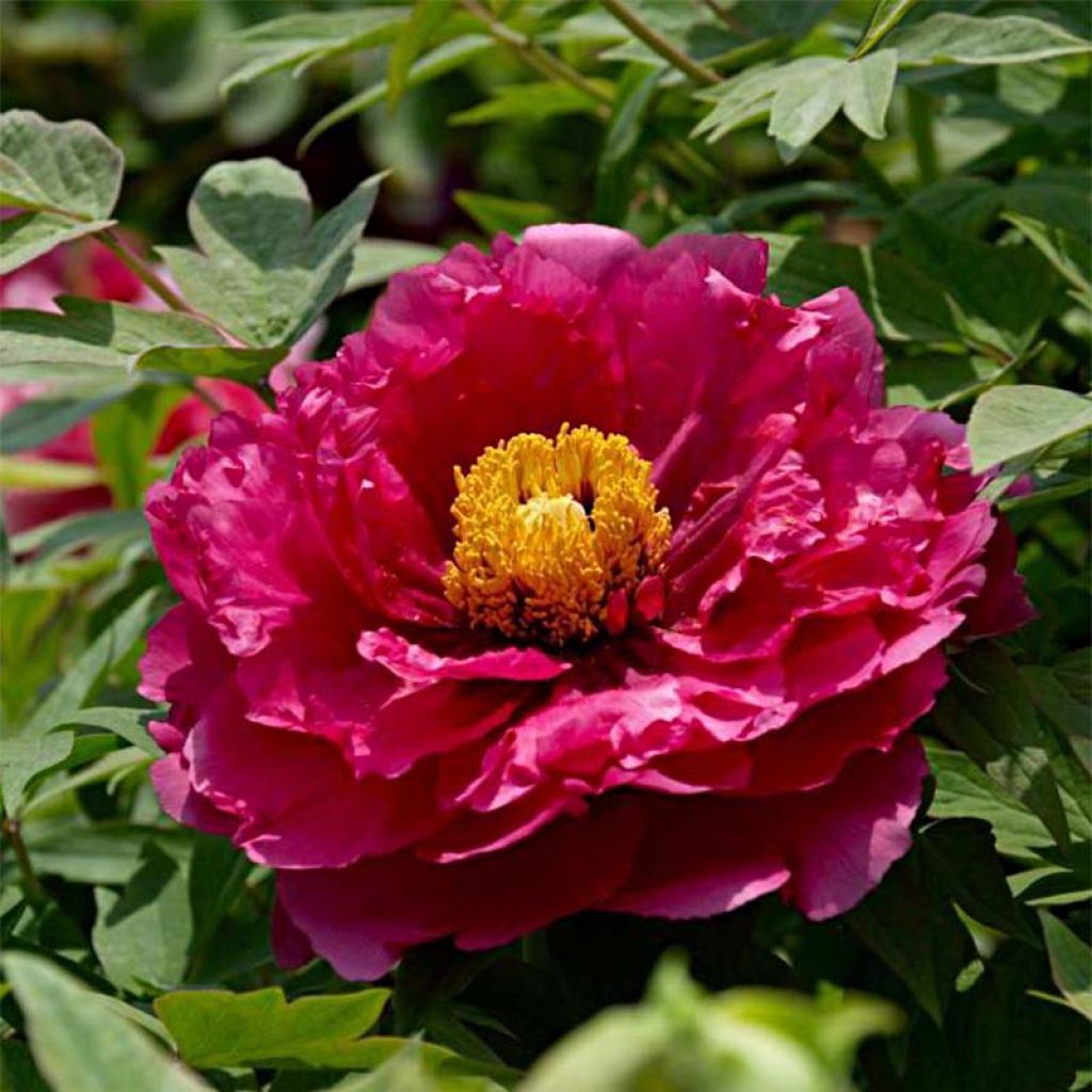 Paeonia suffruticosa Ri Yue Jin - Strauch-Pfingstrose