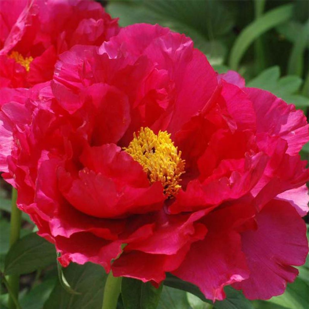 Paeonia suffruticosa Ri Yue Jin - Strauch-Pfingstrose