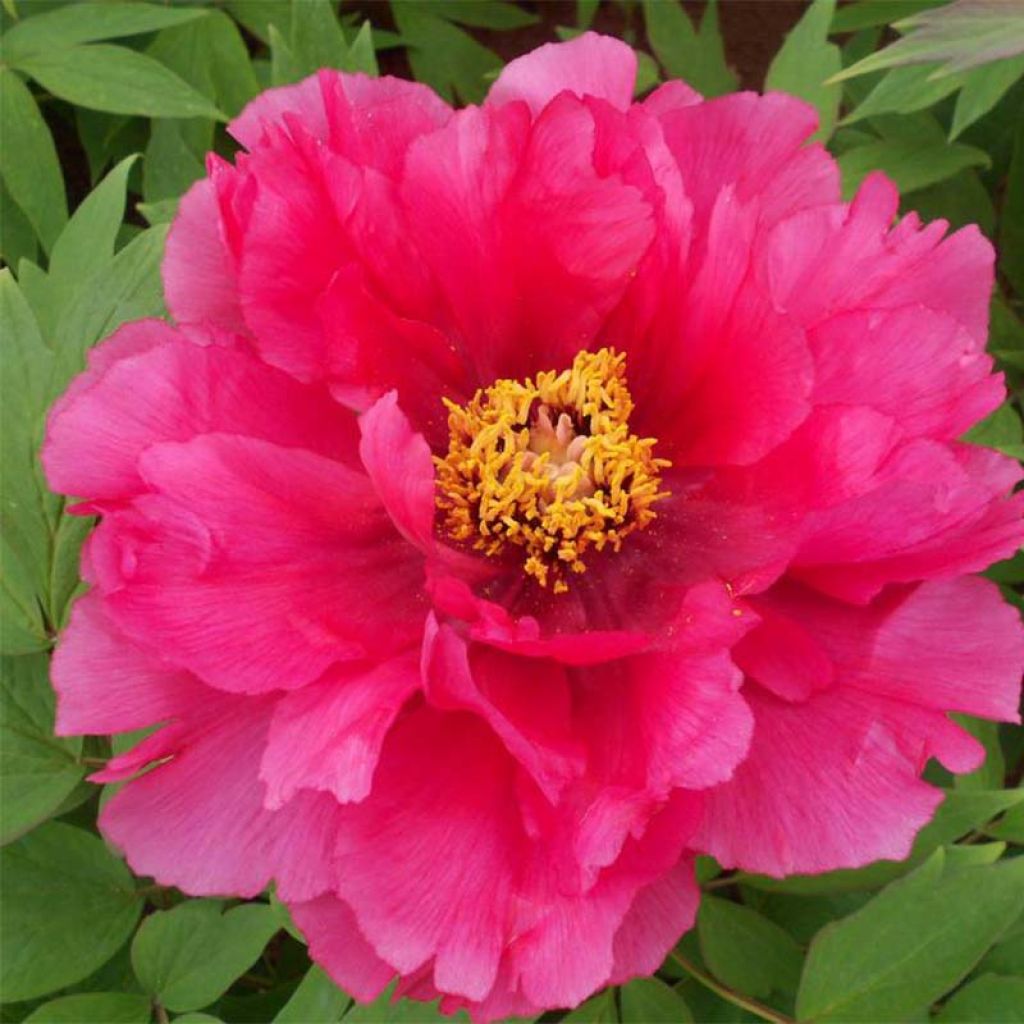 Paeonia suffruticosa Ri Yue Jin - Strauch-Pfingstrose